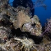 lobster_spiny_caribbean_gul_wc_v_0141_tci1585.jpg